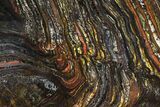 Polished Tiger Iron Stromatolite - ( Billion Years) #95911-1